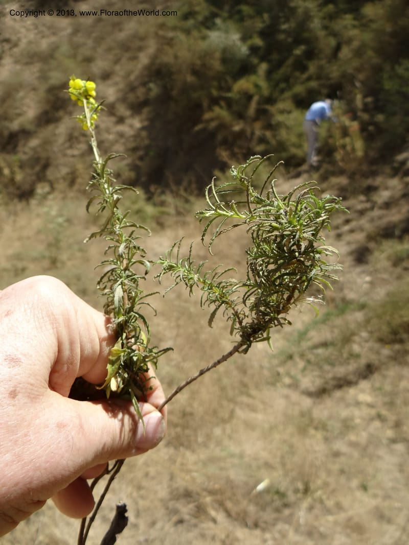 Calceolaria, WDS 34050--Chile. Pichilemu. 13 Feb 2013. DSC00590 (203).JPG