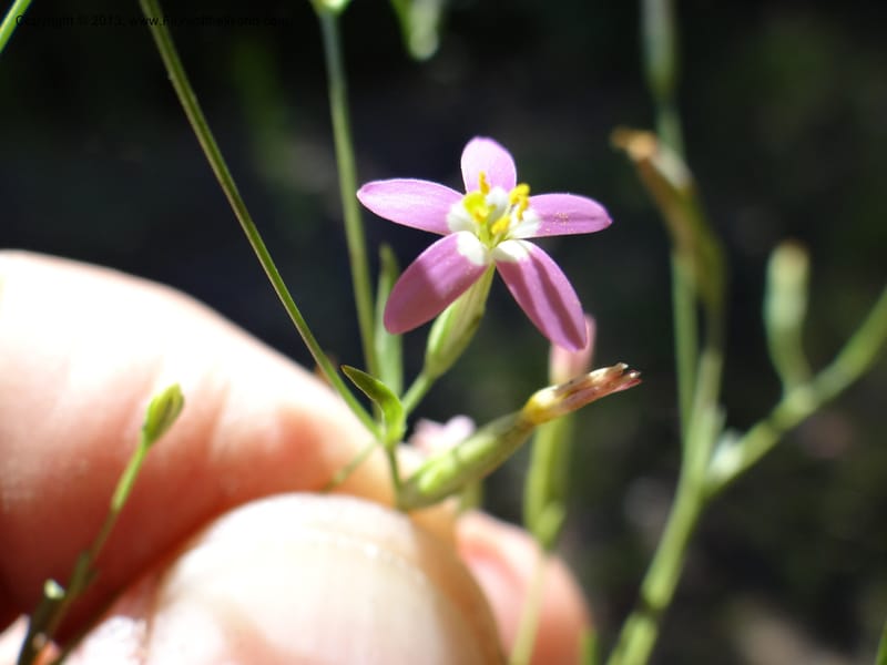 Zeltnera, WDS 34166--Chile. P.N. Sieta Tazas. 21 Feb 2013. DSC02254 (82).JPG