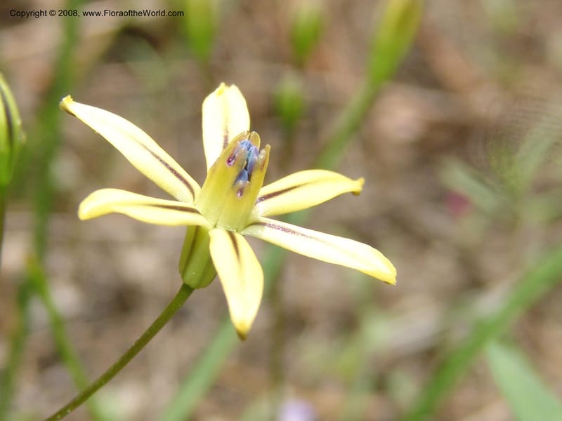 Triteleia  ixioides ssp anilina, CDavidson10913--CA.  Yosemite Nat. Pk. Glacier Pt Rd.  27 Jun 06. 147.jpg