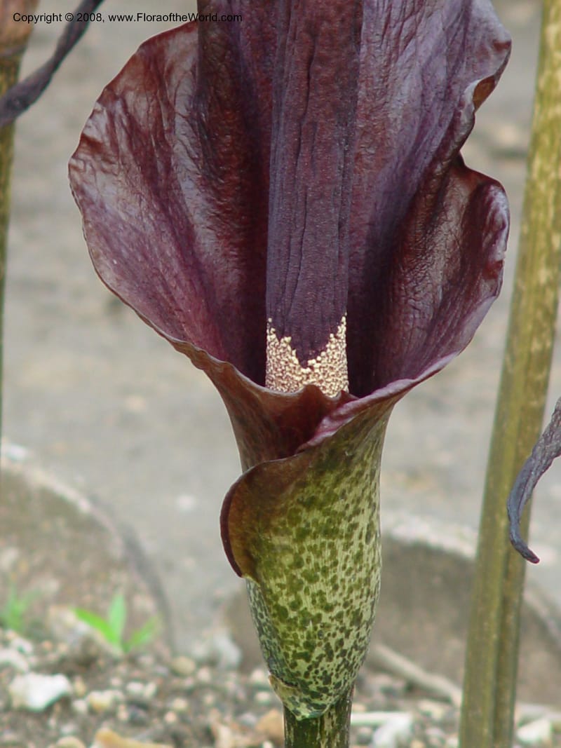 Amorphophallus rivieri--France. Paris. Jardin des Plantes. 30 May 03. 016.jpg