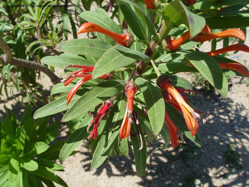 Lobelia excelsa, 1999.01144--Spain. Barcelona Botanic Garden. 21 Apr 04. 124.jpg
