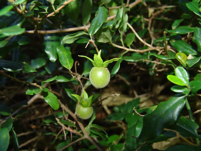 Diospyros dichrophylla--So.Africa. E. Cape. Maitland Nat.Res. 5 Mch 05. 185.jpg
