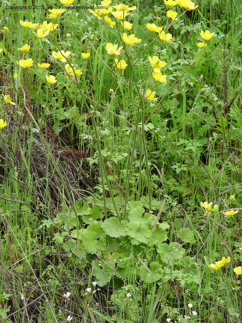 Ranunculus ollissiponensis--Spain. Gran.Prov. 4 km S Jct. Albondon-Albunol, C333. 1 (23).jpg