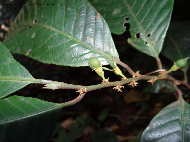 Rinorea, VC 5620--Thailand. Surat Thani Prov. Khlong Phanom Nat. Park. 15 Nov 2012. DSC09389 (238).JPG