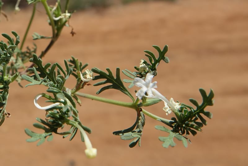 Chascanum pinnatifidum, L. Nanyeni 1170--Namibia. Hwy B1, rest stop at odom 161. 16 Mar 2018. DSC01241 (20).JPG