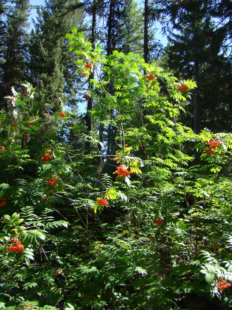 Sorbus sitchensis, CDavidson11311--ID. Valley Co. Sylvan Beach, Payette Lake. 5 Sep 08. 014.jpg