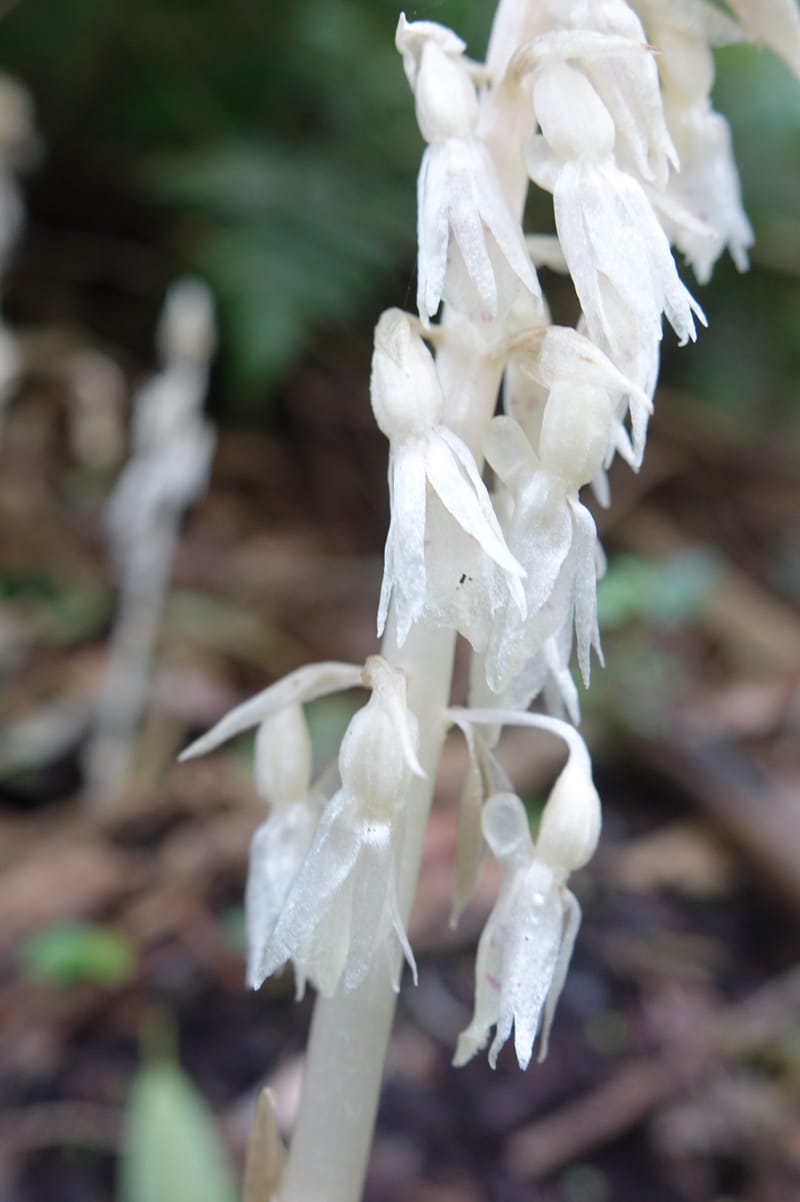 Epipogium roseum, Chung Kuo-Fang 3342--Taiwan. YangMing Shan Nat. Park. 18 May 2016. DSC02685 (208).JPG
