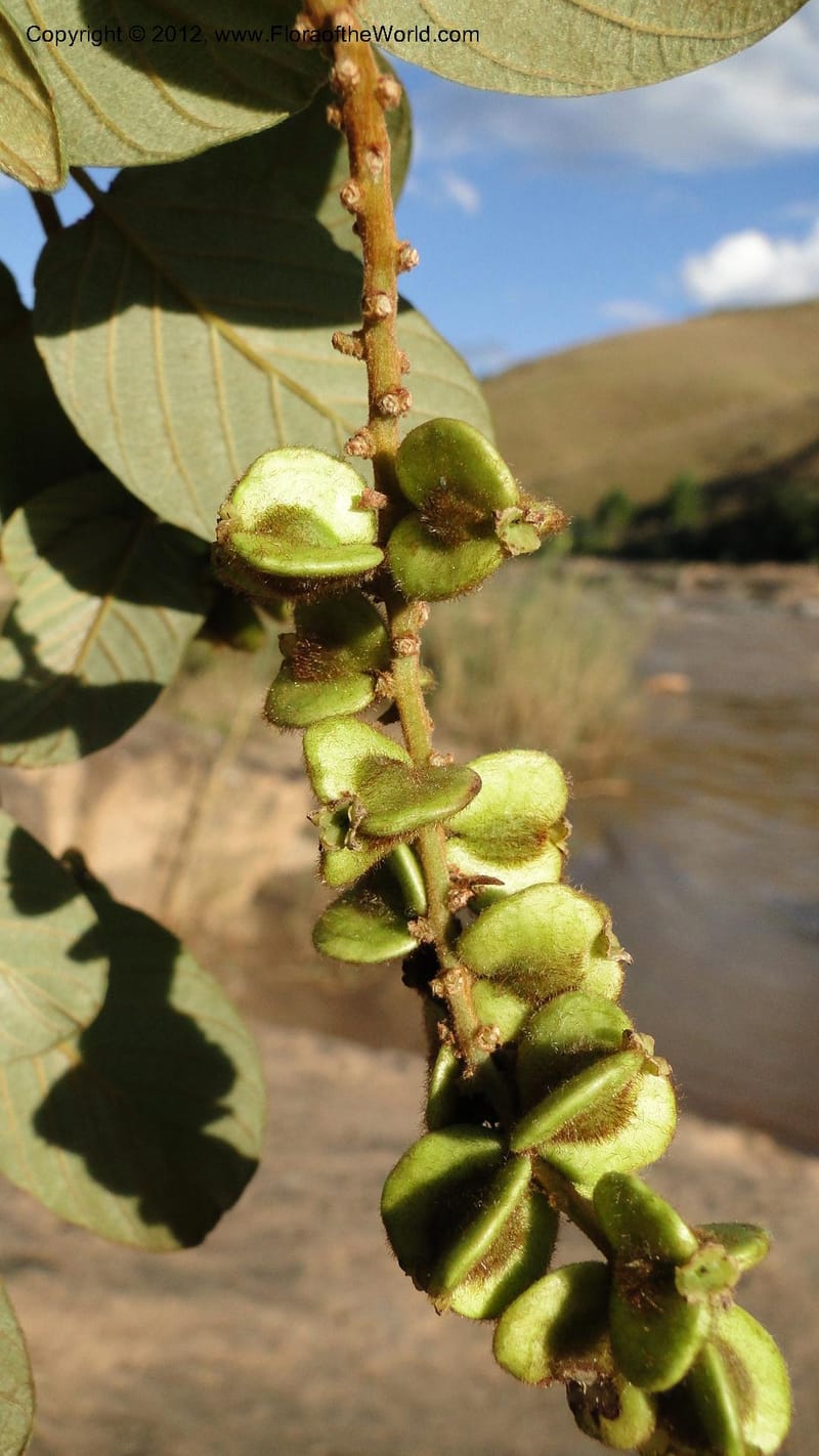 Gouania mauritiana, N. Manjato 155--Madagascar. Mania River. 1 May 2010 076 (11).jpg