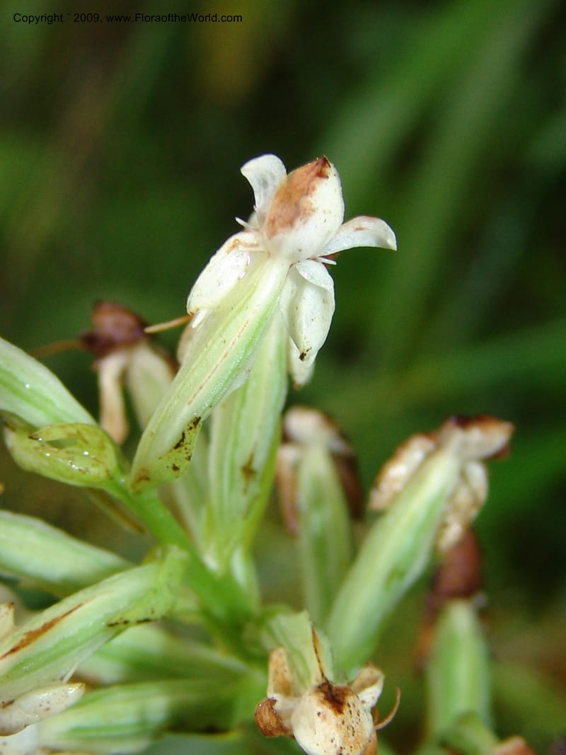 Habenaria cf, Croat94936--Ecuador. Prov. Carchi. El Chical-Tulcan. 19 Feb 05. 042.jpg