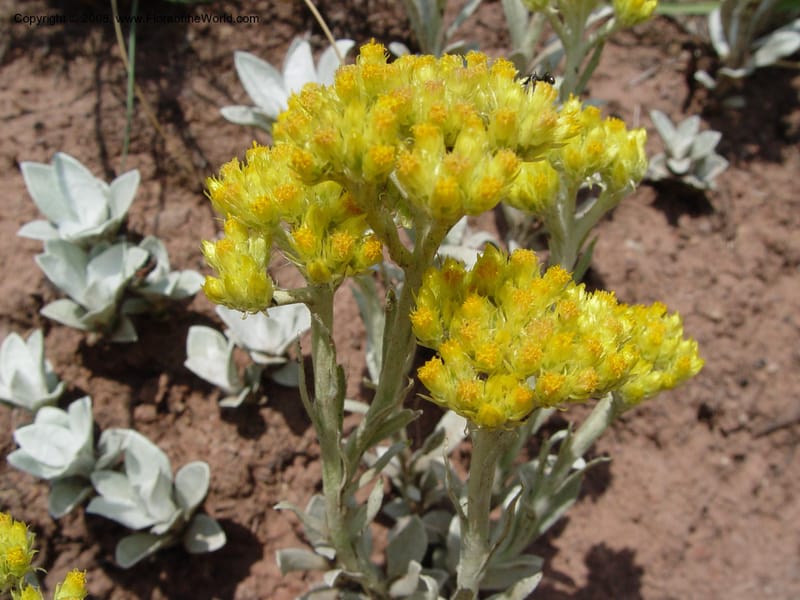 Helichrysum oreophilum--So. Africa. Drakensberg Mts. Giant's Castle. 4 Oct 03.  013.jpg