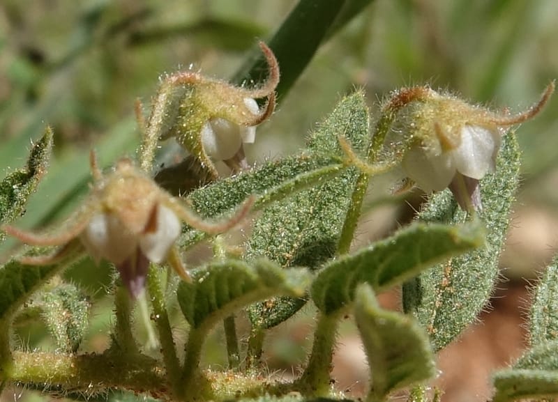 Hermannia tomentosa, L. Nanyeni 1231--Namibia. Hwy D1228, stop 1. DSC03368 (4).JPG