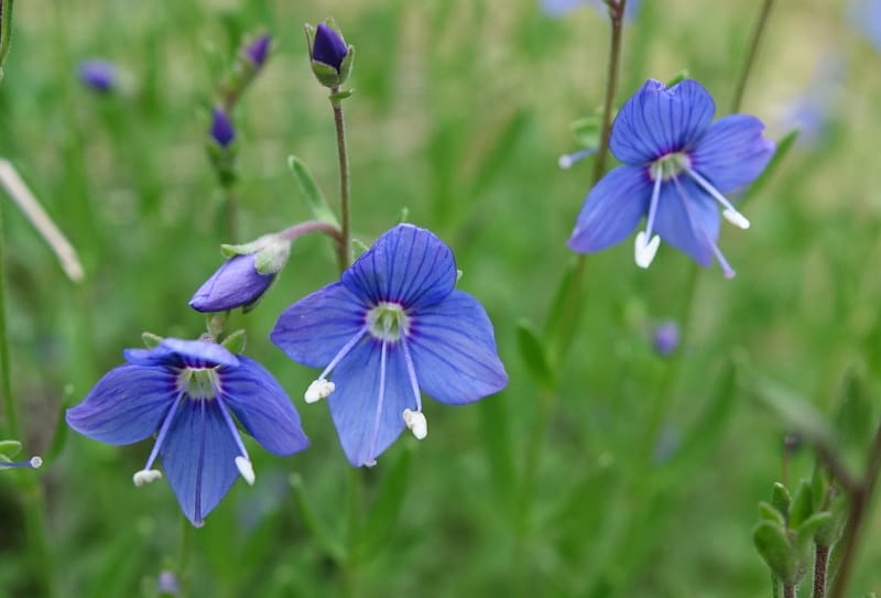 Veronica fruticans, Davidson, C 13254--Switzerland. Oberwald. Chapel St. Nikolas. 2 Jul 2016. DSC07728 (449).JPG
