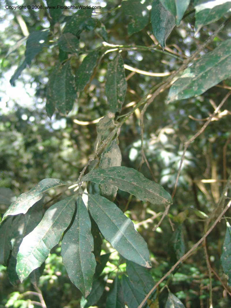 Xymalos monospora--So.Africa. Mpumal. Moodie Mts.  18 Mch 05. 353.jpg