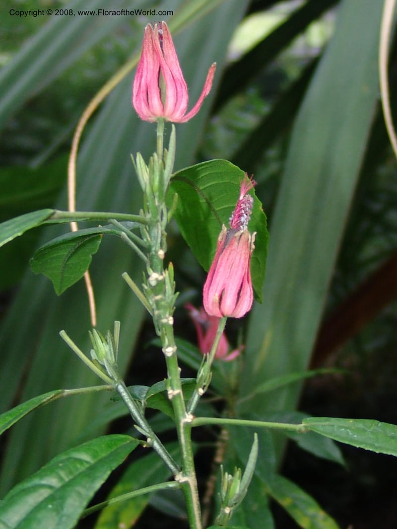 Pavonia multiflora--IL. Chicago. Garfield Park Conservatory. 30 Jun 05. 047.jpg
