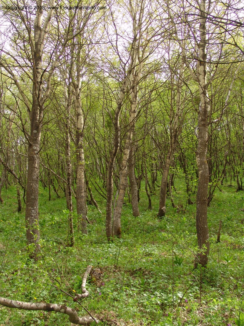 Betula litwinowii--Georgia. Kazbeki. Trail-road to Sameba Church. 2 Jun 05. 572.jpg
