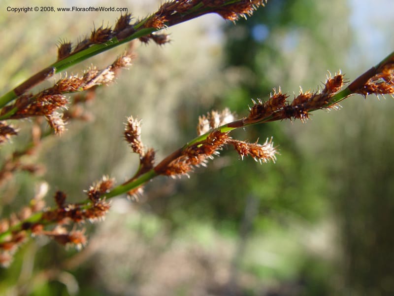 Restio tetraphyllus, 88.0884--CA. UC Berkeley Bot. Gard. 10 Feb 04. 068.jpg
