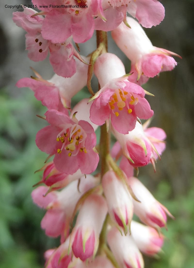 Neillia thibetica, Boufford, D 43710--China. Sichuan. LongDongZhen on Rd. to LeiYuan Shan. 13 May 2014. DSC05860 (4).JPG