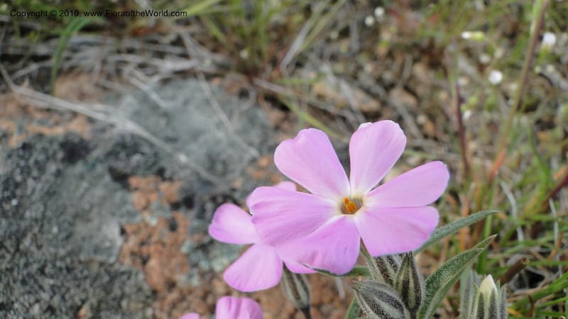 Phlox aculeata, C. Davidson 11738--Idaho. Ada Co. Black's Cr. Rd. 17 April 2010 087 (23).jpg