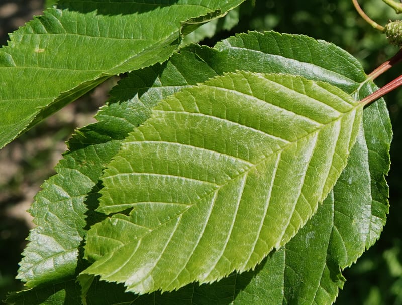 Alnus viridis subsp. fruticosa, C. Davidson 13827--ID. Shoshone Co. Hobo Cedar Grove. 9 Jul 2018. DSC06256 (177).JPG