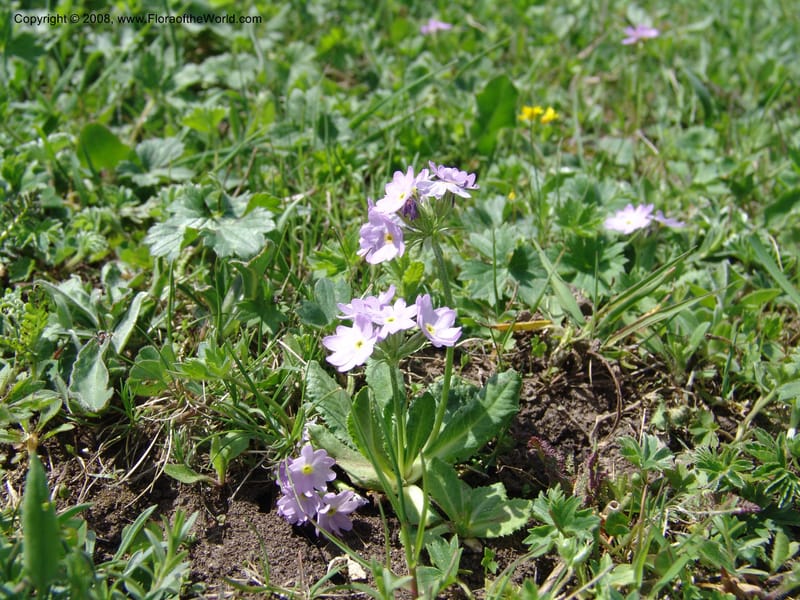 Primula algida--Georgia. Kazbeki . Trail-road to Sameba Church. 2 Jun 05. 027.jpg