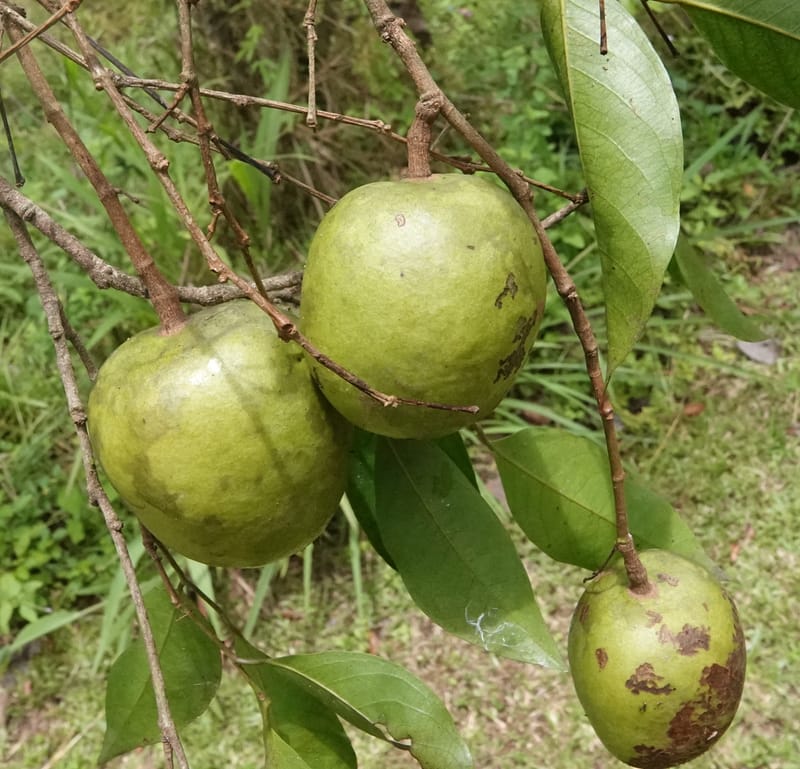 Irvingia gabonensis, C. Davidson 13929--Gabon. Missome Village. 31 Oct 2018. DSC00817 (159).JPG
