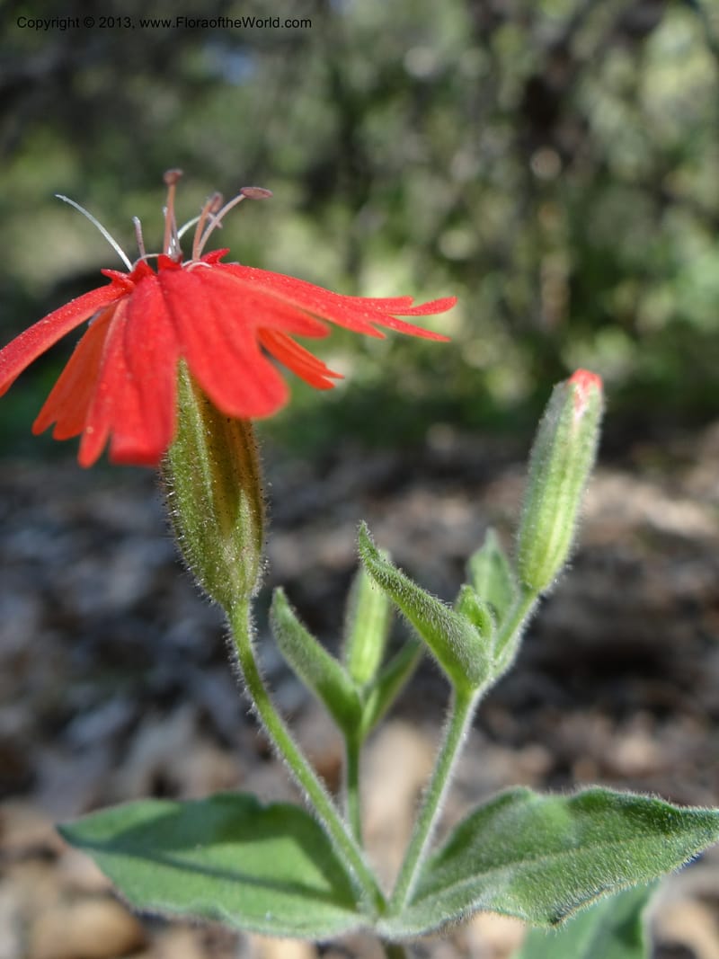 Silene laciniata ssp. californica, Davidson, C 12128--Calif. Nevada Co. 19 Apr 2013. DSC03145 (6).JPG