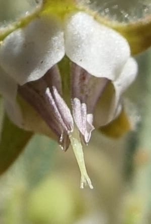 Hermannia tomentosa, L. Nanyeni 1231--Namibia. Hwy D1228, stop 1. DSC03368 (23).JPG