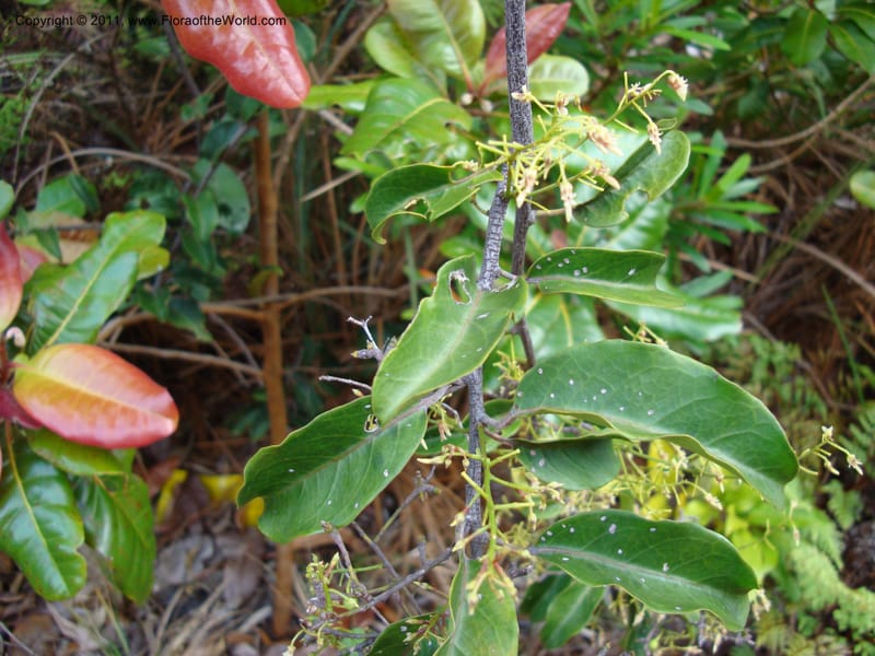 Agatea longipedicellata,  Munzinger, J 4841--New Caledonia, Prov S, Kwe Bwinyi River 18 Nov 2007,  005 (11).jpg
