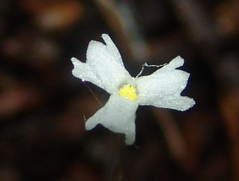 Gymnosiphon, Croat94412--Ecuador. Prov. Pichincha. Res. Guaycuyacu. 10 Feb 05. 288.jpg