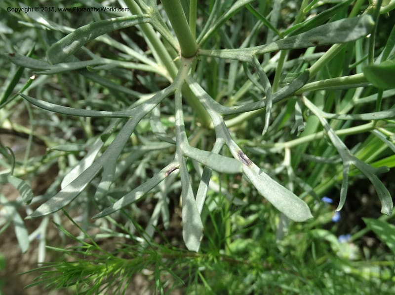 Peganum harmala, Davidson, C 12426--Georgia (Caucasus). Rustavi Village. 5 Jun 2014. DSC07073 (15).JPG