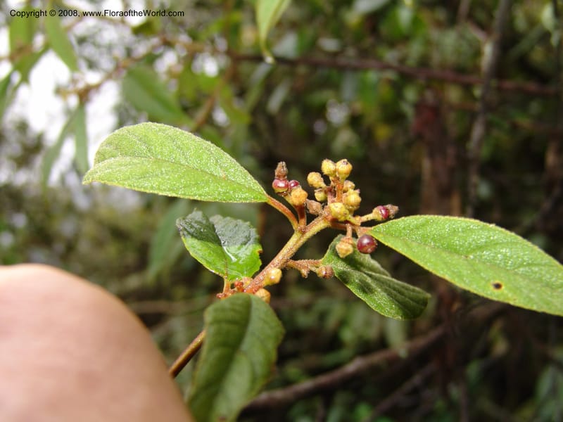 Rhamnus--Peru. Macchu Pichu. 23 Oct 07. 183.jpg