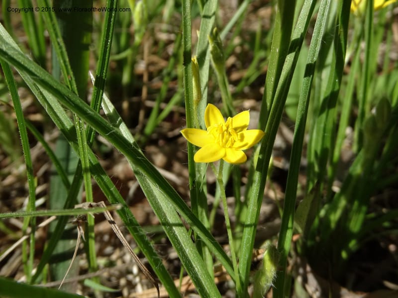 Hypoxis hirsuta, Davidson, C 12977--North Carolina. Clay Co. Buck Cr. 13 May 2015. DSC04619 (129).JPG
