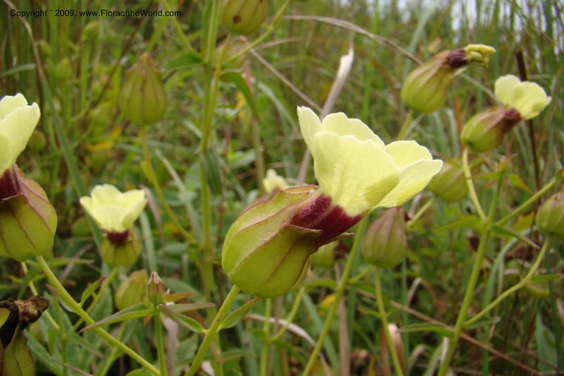 Melasma scabrum, Z. Rogers 1349--South Africa. Weza Rd. Forest Side. 26 Jan 09. 009.jpg