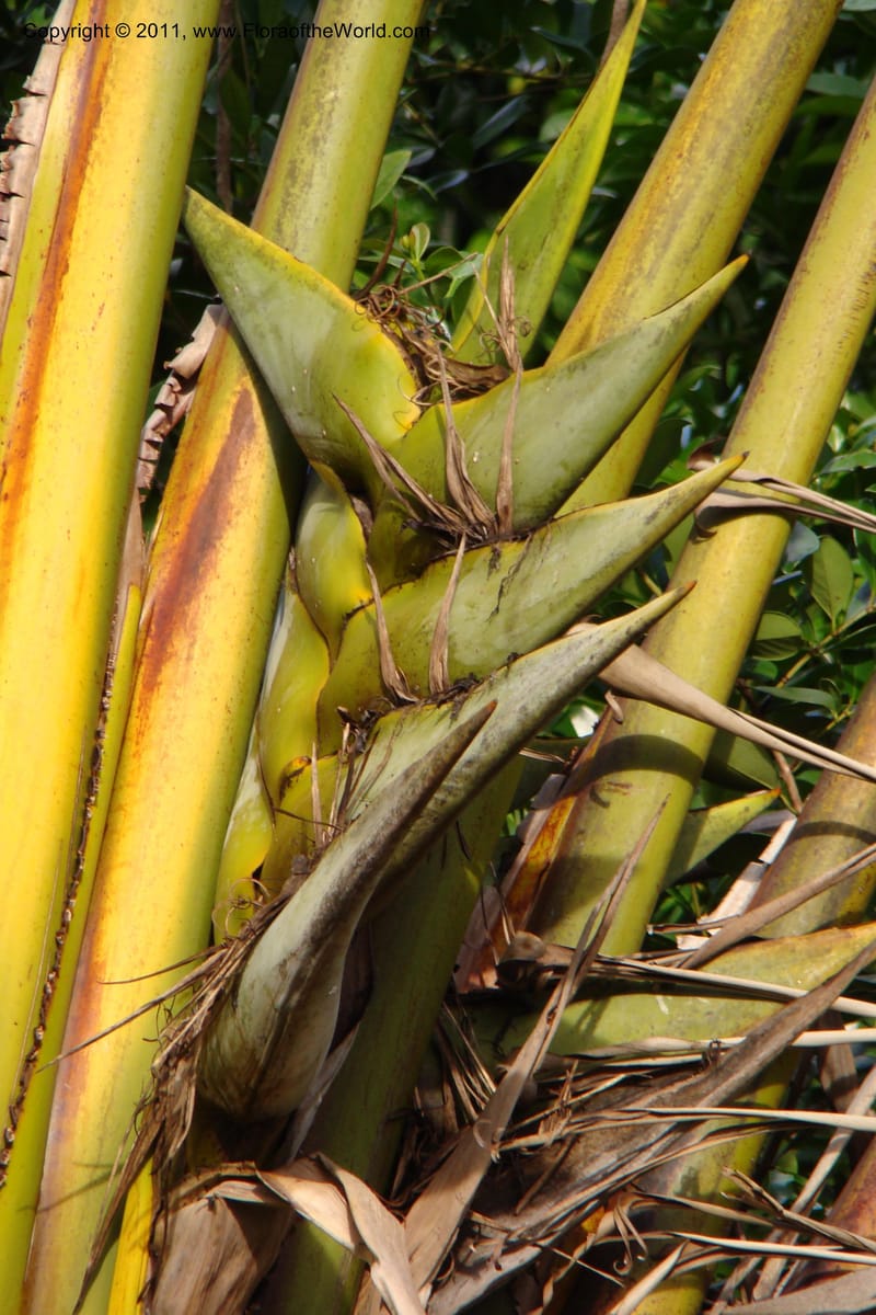 Ravenala madagascariensis, not coll.--Madagascar. Prov. Fianarantsoa. RN 12. 14 Jan 09. 321.jpg