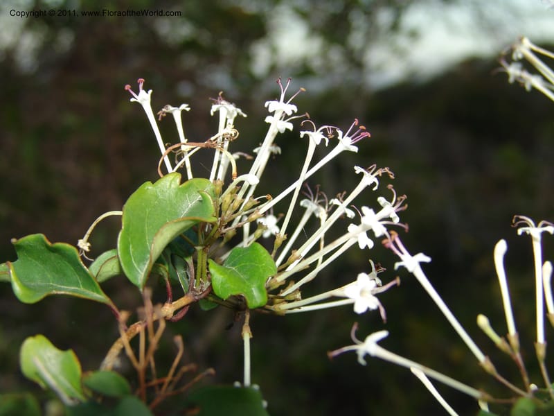 Clerodendrum, ZRogers1088--Madagascar. Ankorikakely Vil., Rd  to Sakalava Bay. 4 Nov 06. 218 (2).jpg