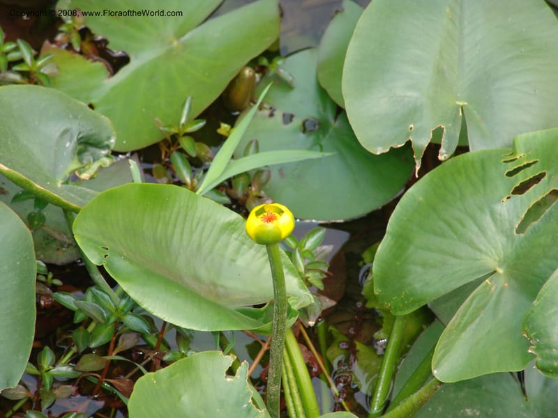 Nuphar pumila--China. Hubei. Wuhan Botanical Garden. 20 Apr 07. 127.jpg