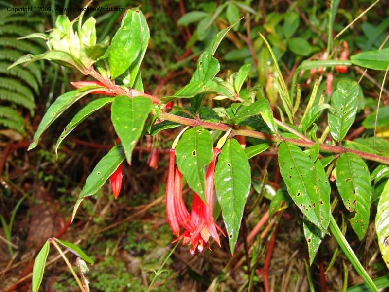 Fuchsia, DNeill16009--Ecuador. Zam. Ch. Res.Tapichalaca. Roadside. 25 Sep 07. 029.jpg