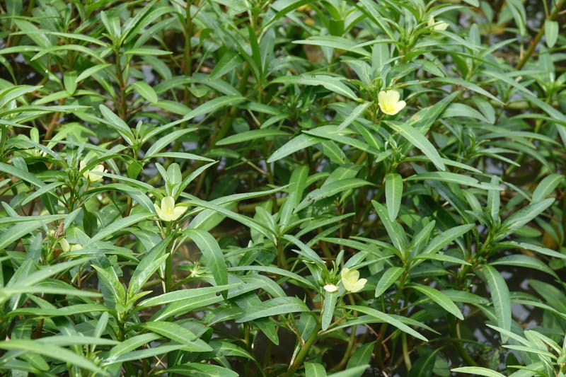 Ludwigia adscendens subsp. diffusa, L. Nanyeni 1193--Namibia. Kunene R. rd. east. 20 Mar 2018. DSC02082 (88).JPG
