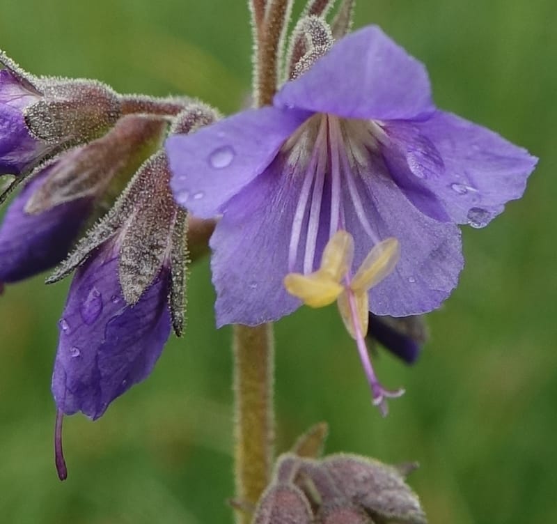 Polemonium occidentale, C. Davidson 13641--ID. Fremont Co. Duck Cr. Ranch. 16 Jun 2017. DSC01937 (95).JPG