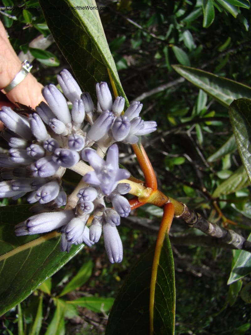 Psychotria, Munzinger, J 4807--New Caledonia, Prov. du Nord, Plateau de Poro, 16 Nov 2007, (58).jpg