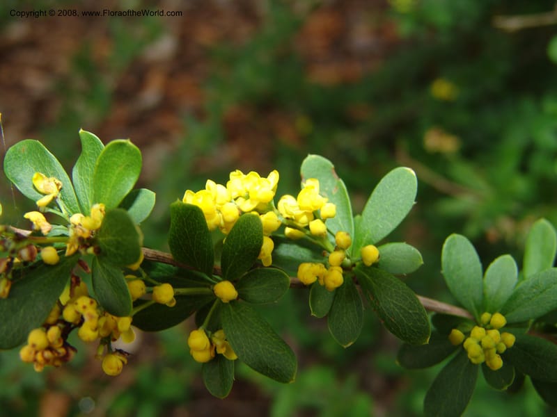 Berberis beaniana--IL. . Chicago. Morton Arboretum. 1 Jul 05. 102.jpg
