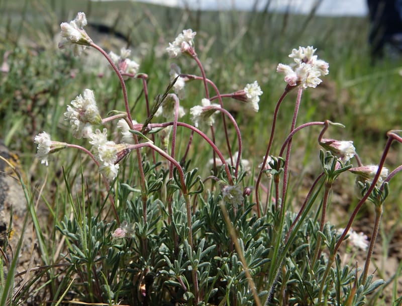 Eriogonum thymoides, C. Davidson 13549--ID. Blaine Co. Rock Creek Preserve. TNC. 13 May 2017. DSC00171 (165).JPG