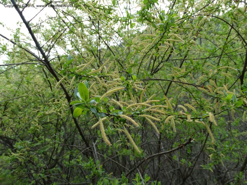 Salix, Boufford, D 43734--China. Sichuan. XinZhaZi Gou. 14 May 2014. DSC06426 (128).JPG