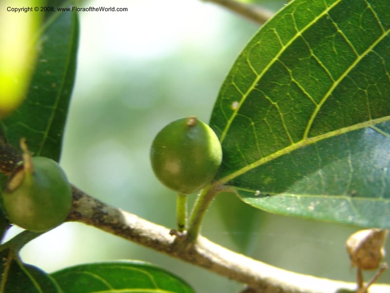 Celtis gomphophylla--Uganda.  Kibale Forest. 5 Jul 04. 177.jpg