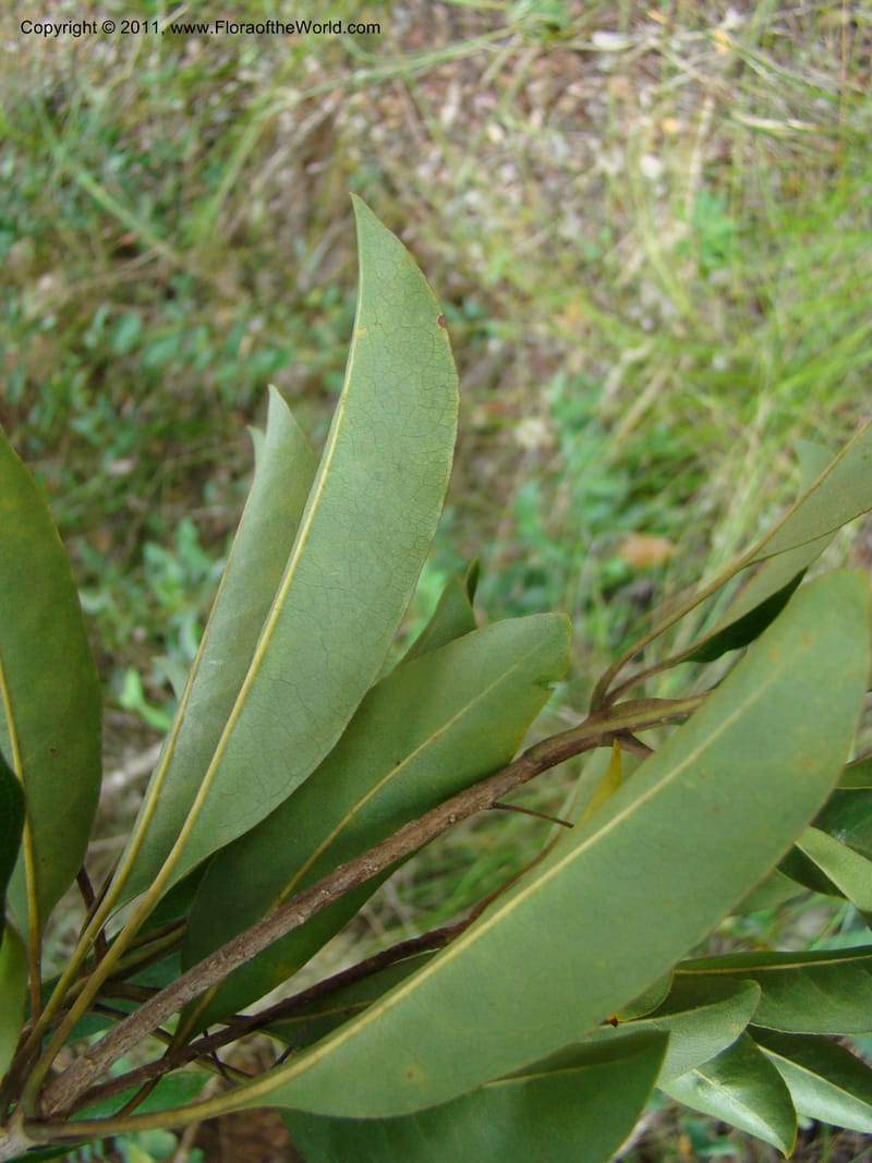 Pittosporum gracile, Gemmill, C 601--New Caledonia, Province du Sud, Dumbea barrage,  11 Nov 2007 344 (6).jpg