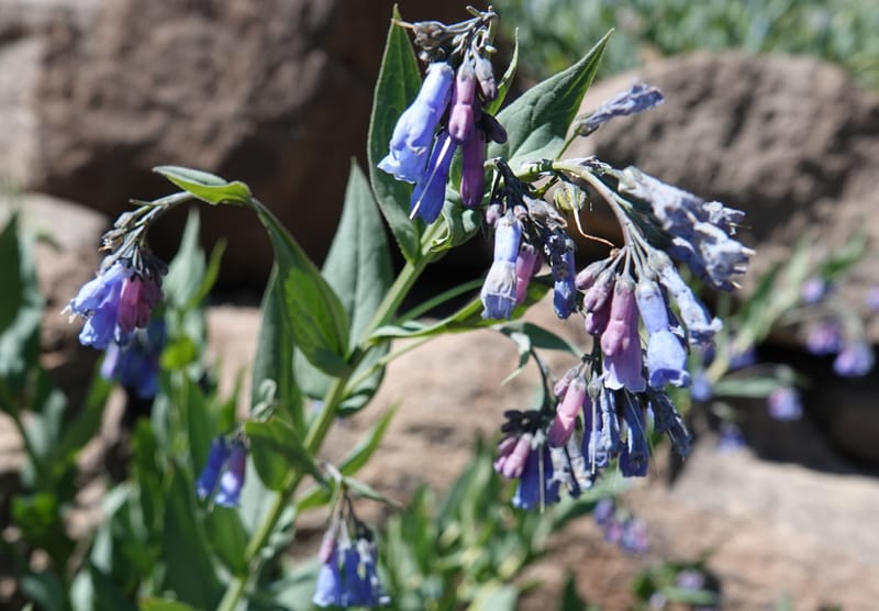 Mertensia ciliata, C. Davidson 13875--ID. Fremont Co. Sawtelle Pk. Stop 7. 30 Jul 2018. DSC08259 (19).JPG