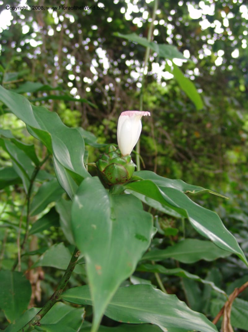 Costus, GSimon, 1456--Tanz. Mzelezi F. Res. S of Mbangayao Sch. 13 Feb 06. 001.jpg