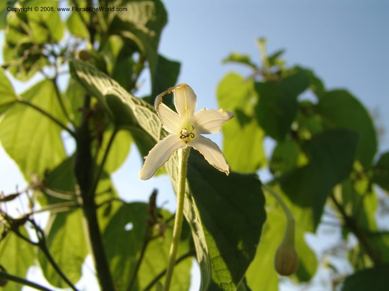 Clerodendrum--Uganda.  Crater Lakes region, Ndali lodge, S of Fort Portal. 4 Jul 04. 037.jpg
