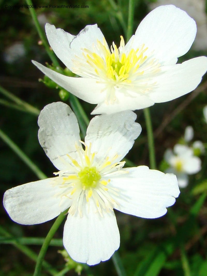 Ranunculus aconitifolius, CDavidson11256--Slovenia. Gorenska Reg. Velika Planina. 6 Jul 08. 177.jpg