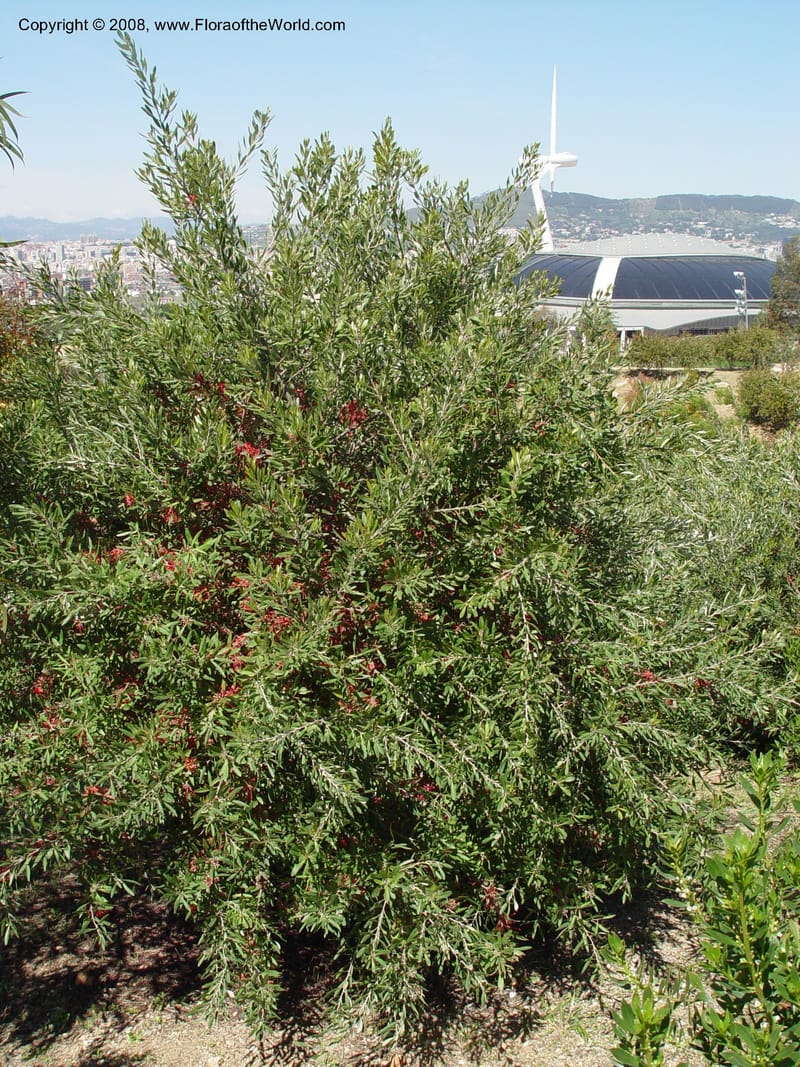 Grevillea olivacea--Spain. Barcelona Botanic Garden. 19 Apr 04. 118.jpg